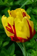 DSC_0112.webp