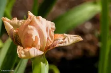 IMG_7452.jpg
