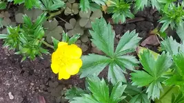 waldssteinie.webp