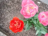 DSCF7763.webp