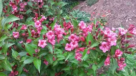weigelie (2).webp