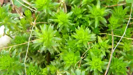 DSCN4412.webp