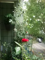 DSC_1424.webp