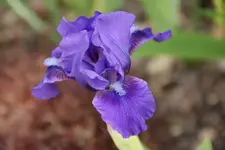 Banburry Ruffles.webp