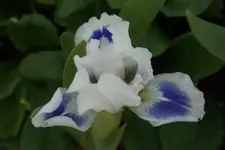 Blue Pool (1).webp