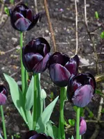 SAM_2552.webp
