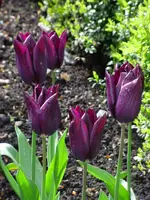 SAM_2553.webp