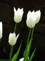 SAM_2554.webp