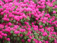 SAM_2564.webp