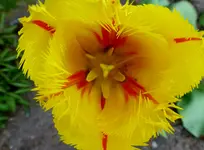 P1010530.webp