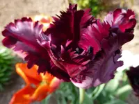 P1010532.webp
