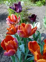 P1010531.webp