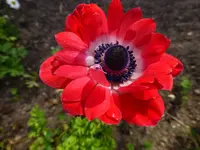 P1010533.webp