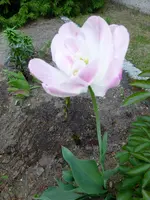 P1010528.webp
