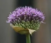 Allium 140426.webp