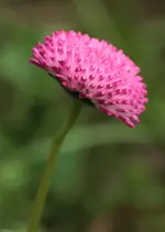 Bellis 140426.webp