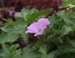 Geranium 140426.jpg