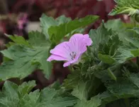 Geranium 140426.webp
