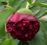 Pfingstrose 140326.webp