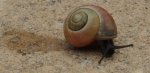 Schnecke 140426.jpg