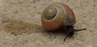 Schnecke 140426.webp