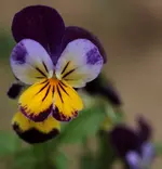 Veilchen 140426.webp