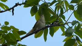 P1050800.webp