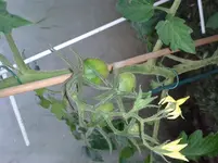 schwarze Pflaume26.4.webp
