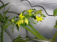 gross-blüte.webp