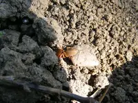 SpinneGarten.webp