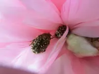 CIMG7374.webp
