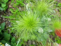CIMG7376.webp