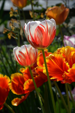 DSC_0904.webp