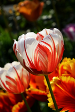 DSC_0908.webp