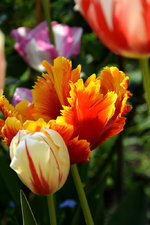 DSC_0910.webp