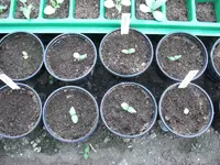 Melonen.webp