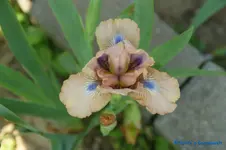 Canted 25cm.webp