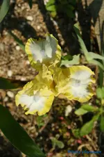 Easter 20cm.webp