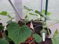 Zucchini.webp