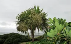Cabbage TreeIMG_0289v.webp
