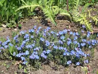 Lithodoria Blue Star.webp