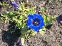 stengelloser Enzian.webp
