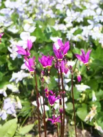 götterblume.webp