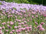 Teppichphlox & Katzenpfötchen.jpg