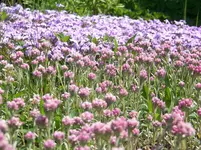 Teppichphlox & Katzenpfötchen.webp