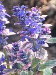 Ajuga reptans Burgundy Glow.jpg