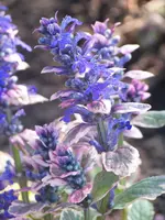 Ajuga reptans Burgundy Glow.webp