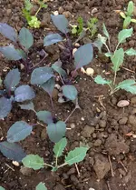 KOhlrabi.webp