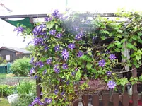 100_6186.webp