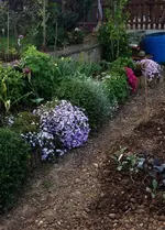 Blumenbeet.webp
